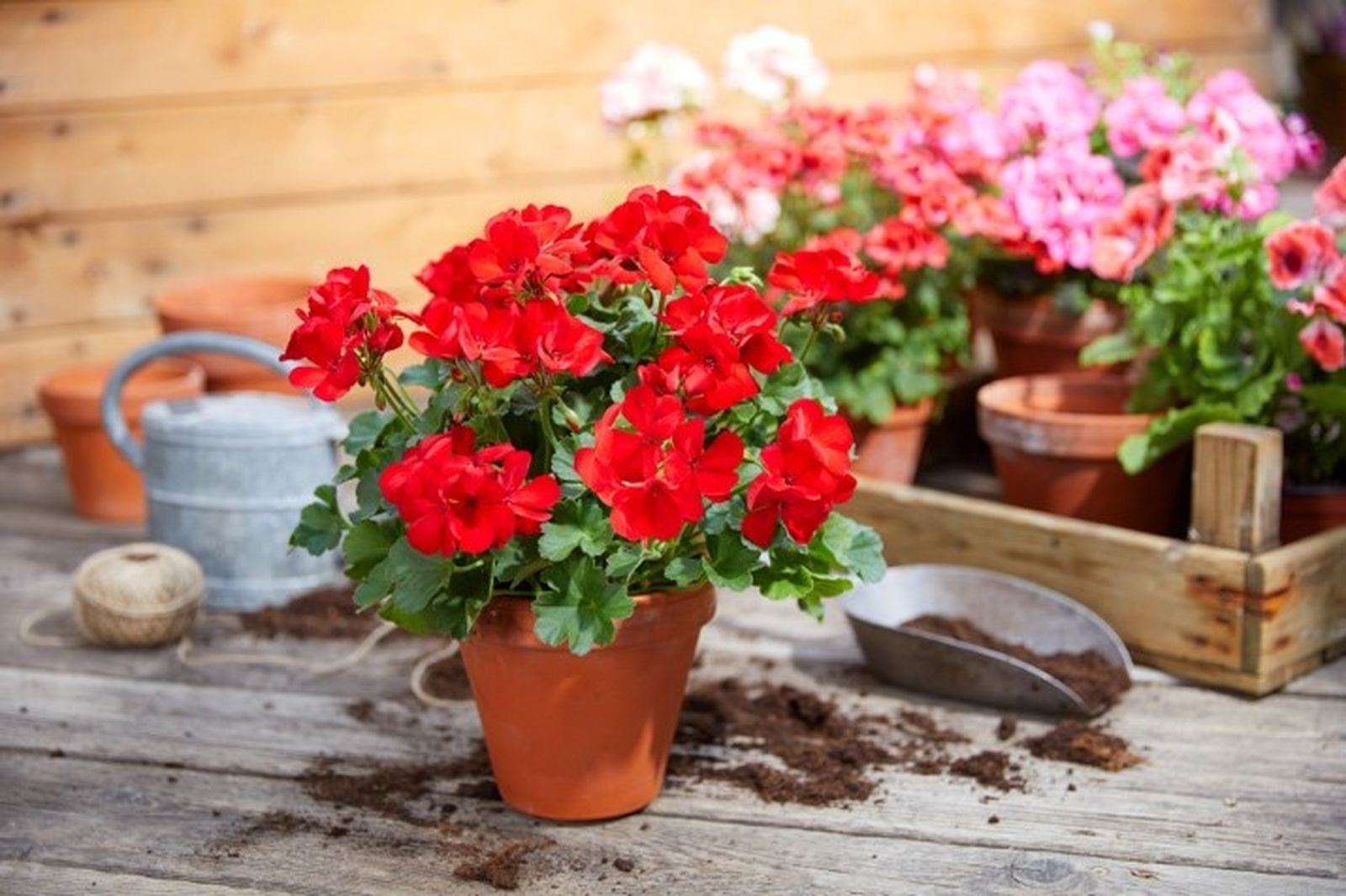 como reconocer geranios calidad a la hora de comprar