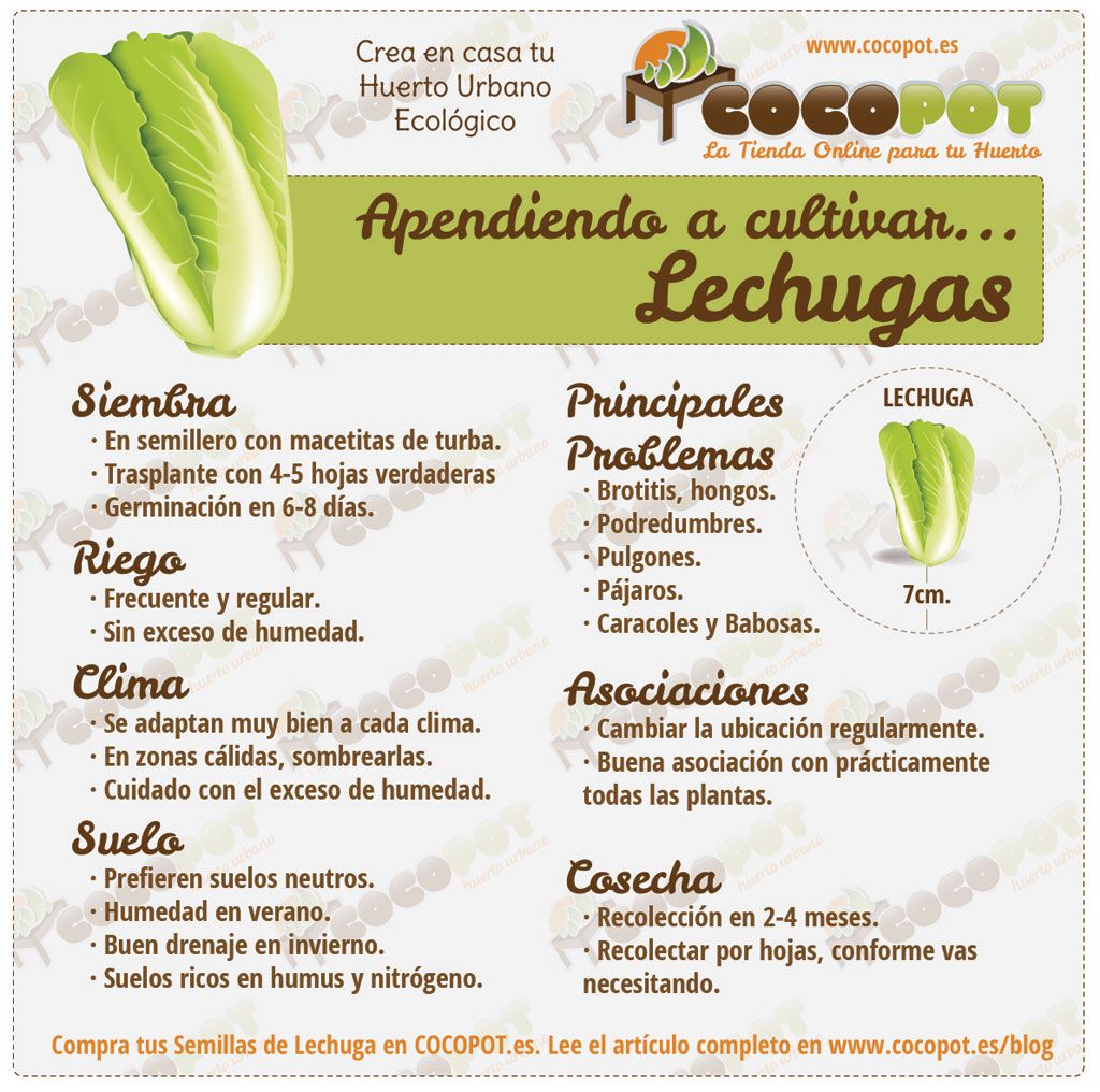 Siembra guía lechugas