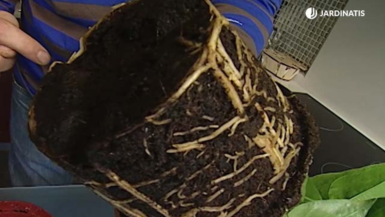transplante del anturio deco 293