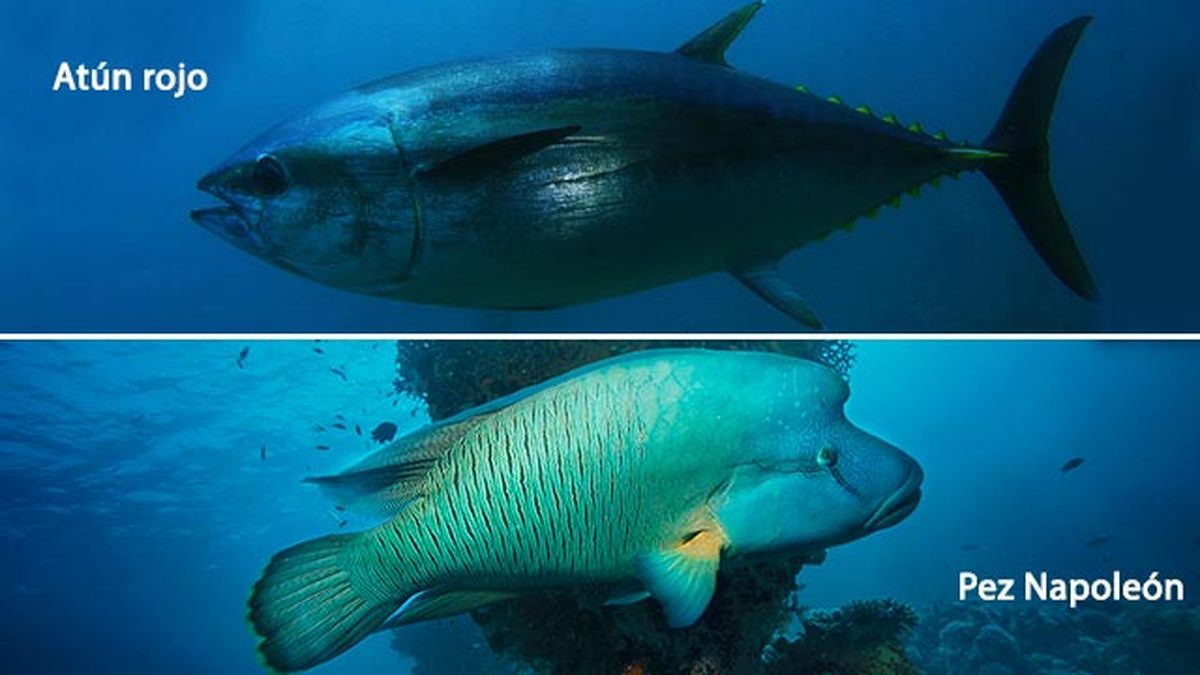 animales oceano peligro extincion atun rojo pez napoleon