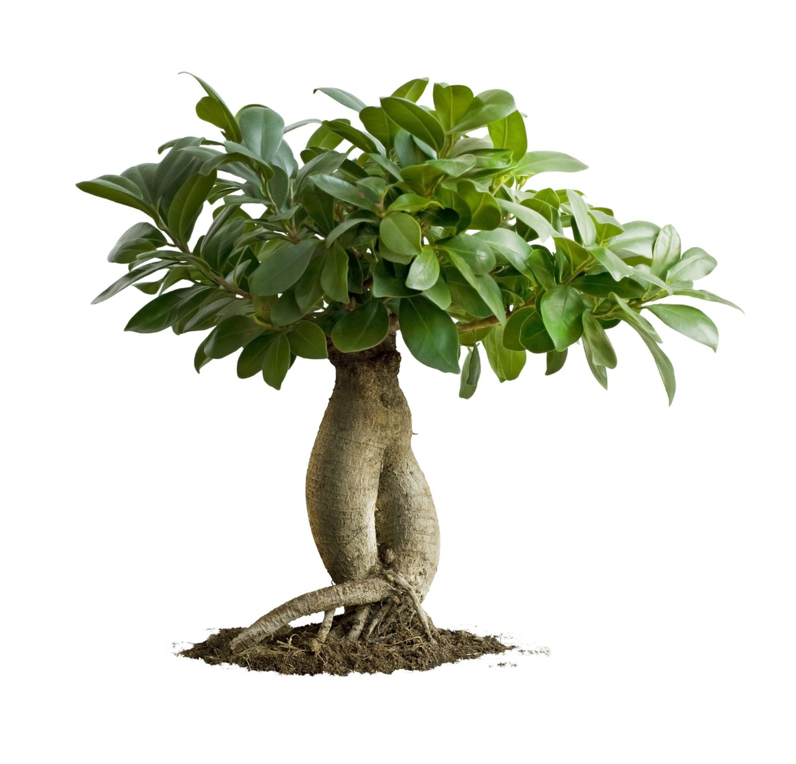 ficusbonsai