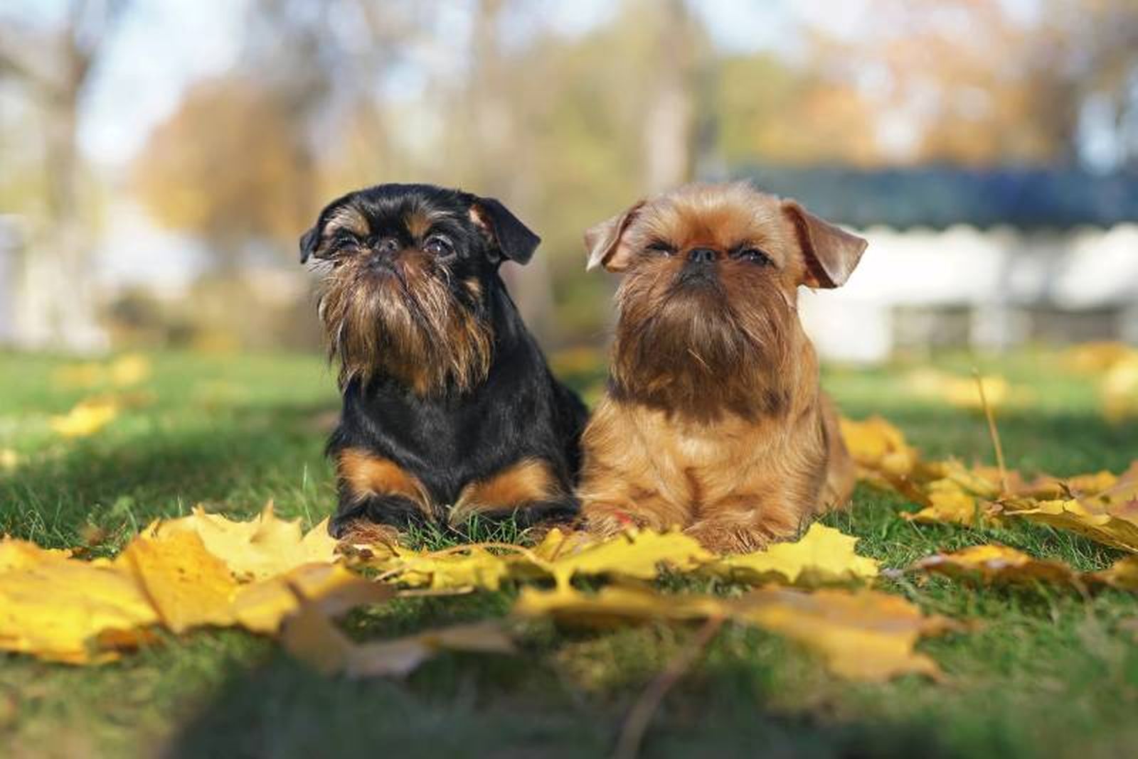 El Grifón de Bruselas es un perro de raza pequeña, elegante y con un carácter entrañable.