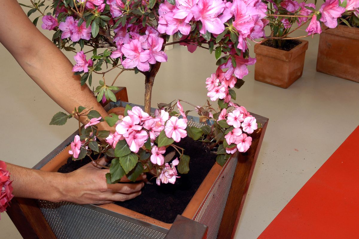 Decorar un balcón situado al norte p2