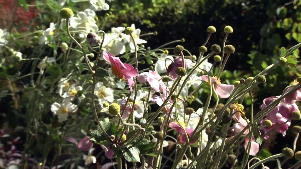 deko 0707 jardineria anemona japonica reproduccion