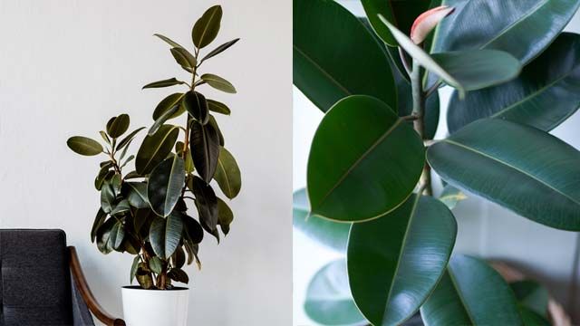 Ficus elástica.