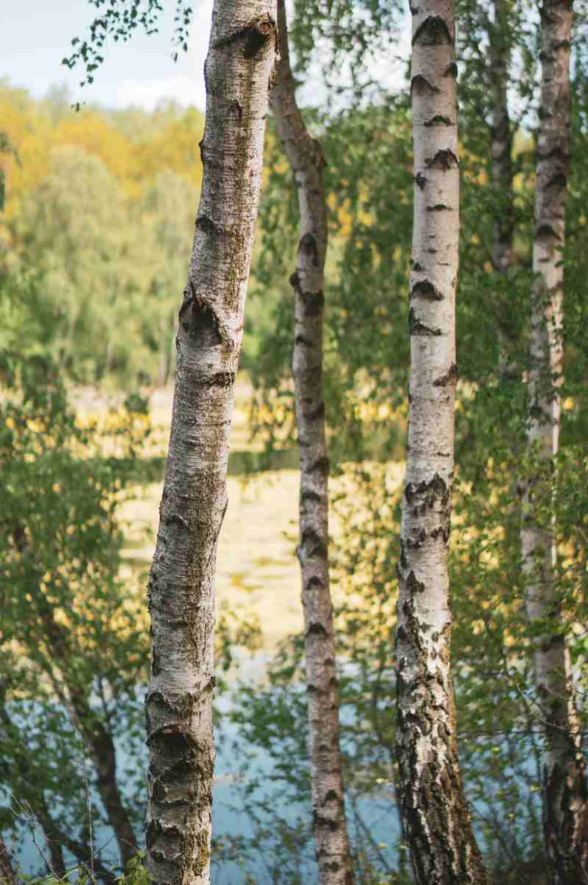 Betula pendula.