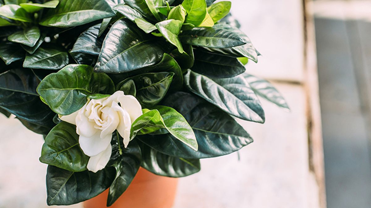 gardenia planta interior con flores