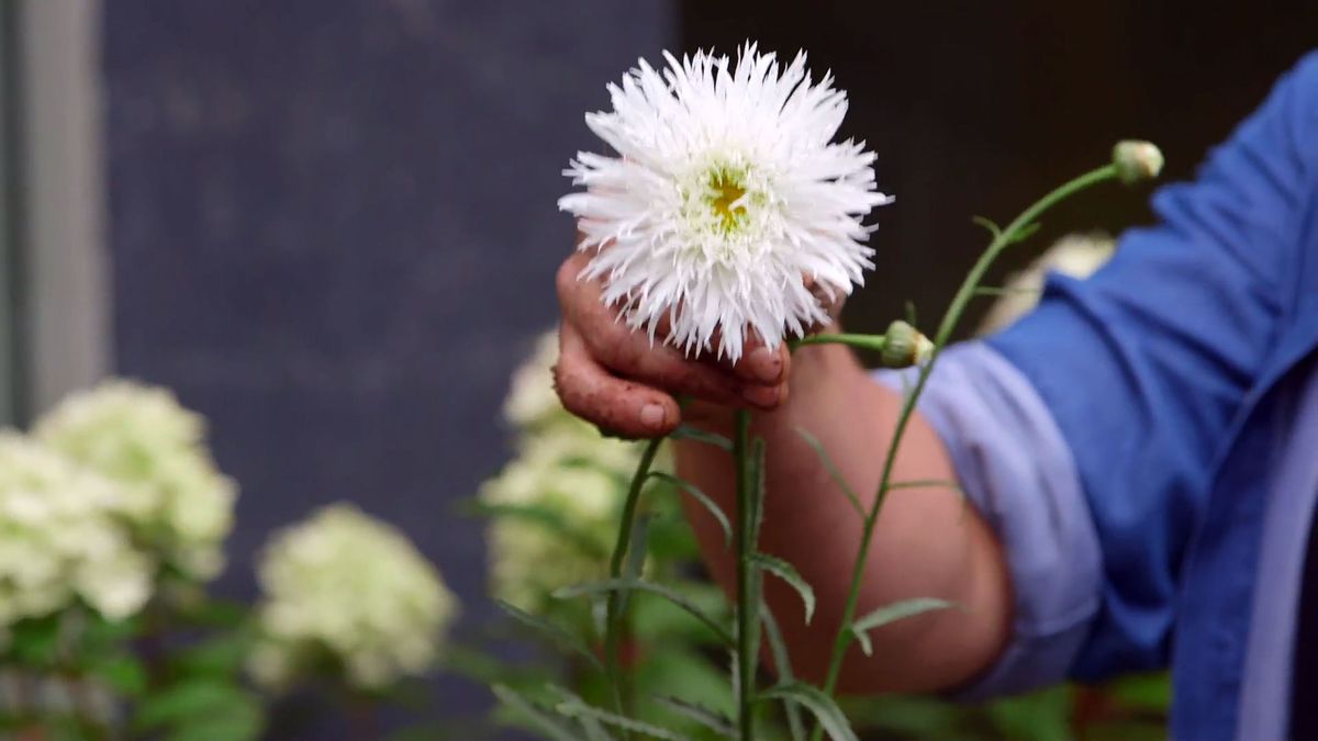 brico 0927 3 jardinera tela leucantemun