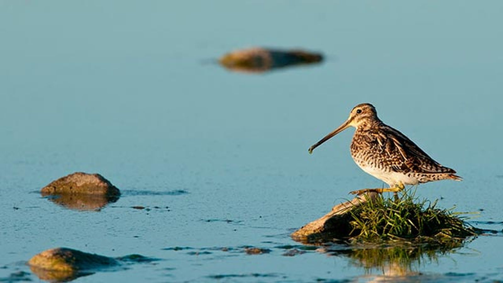 aves migratorias 2