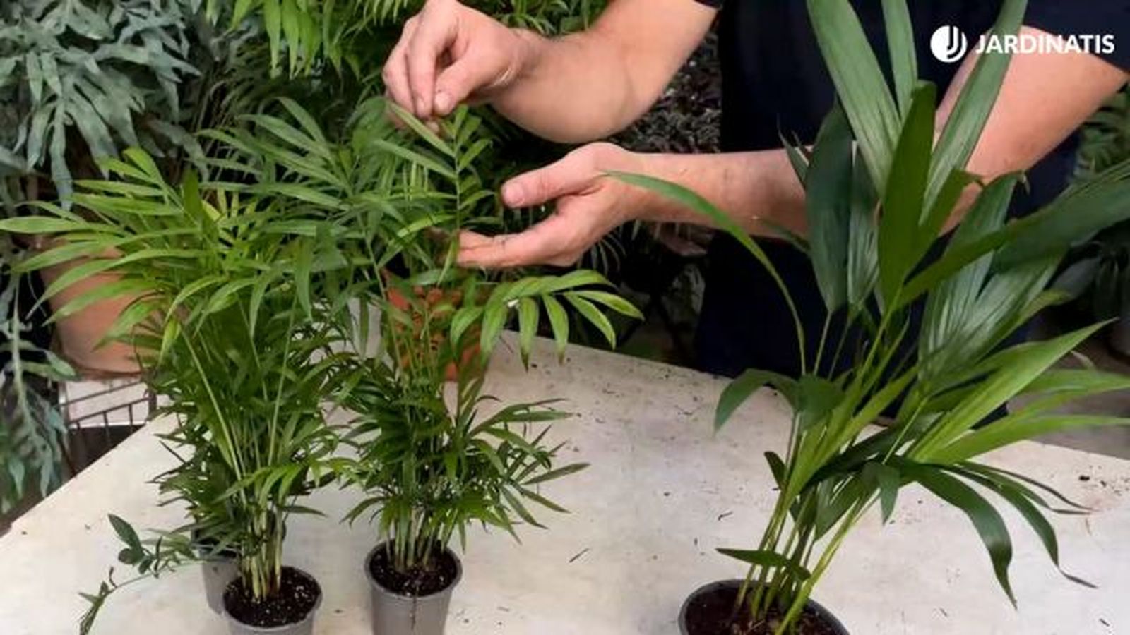 hojas de la Chamaedorea elegans y de la areca
