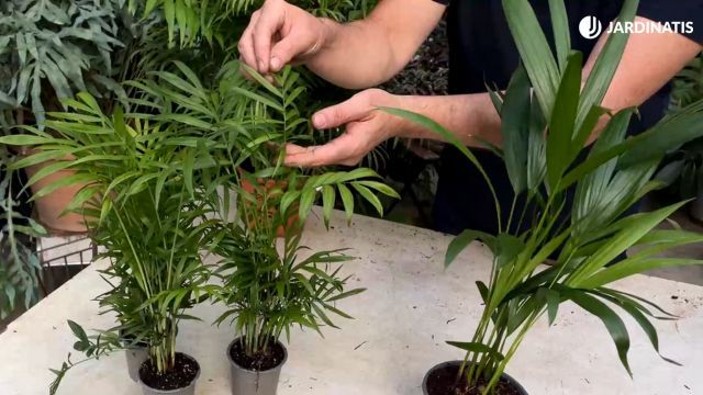 hojas de la Chamaedorea elegans y de la areca