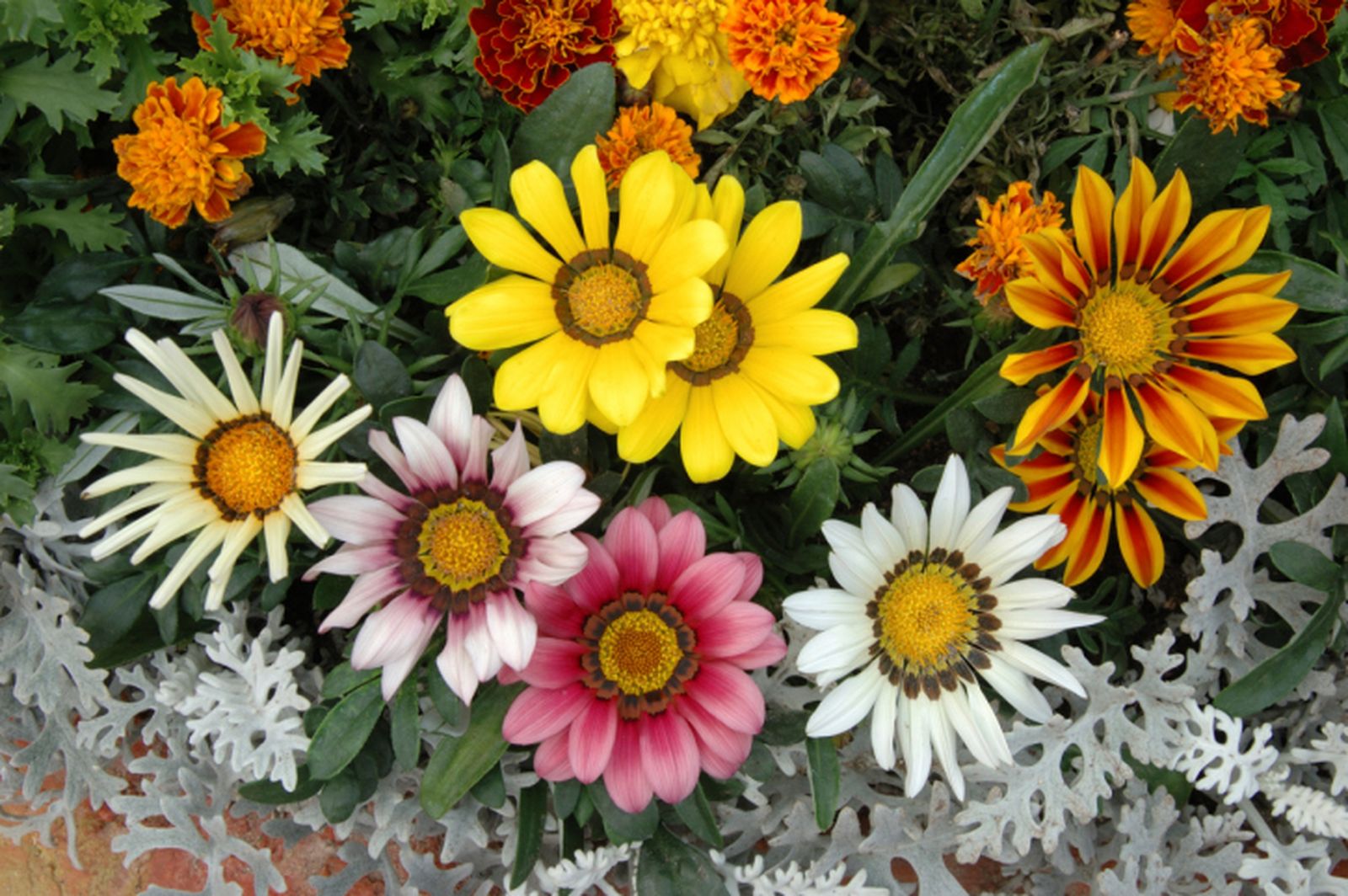 Gazania 04