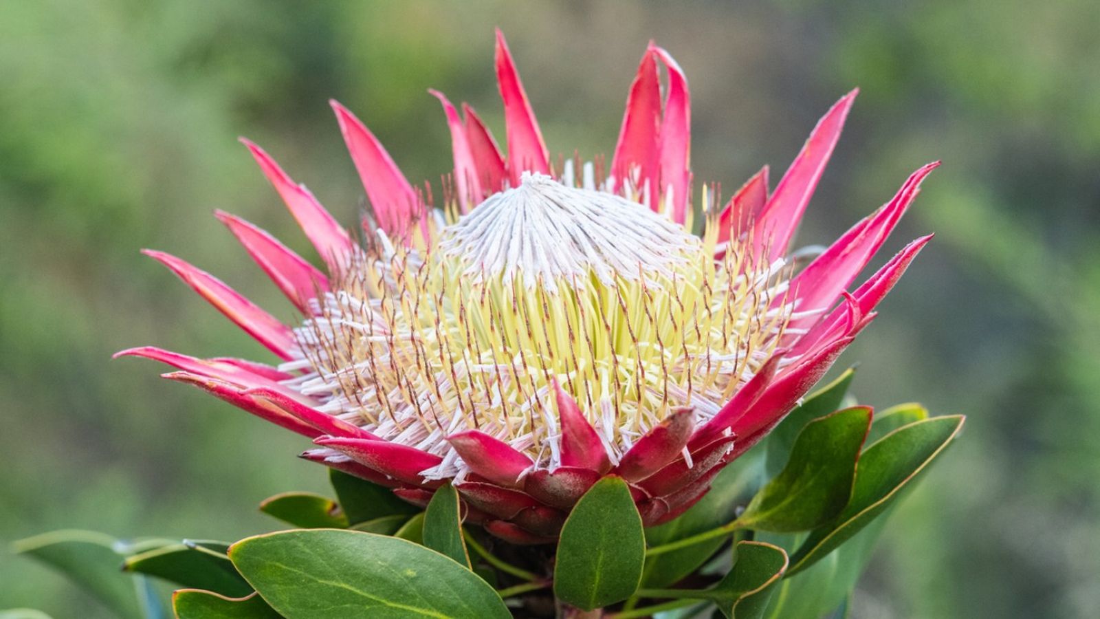 Protea cynaroides.