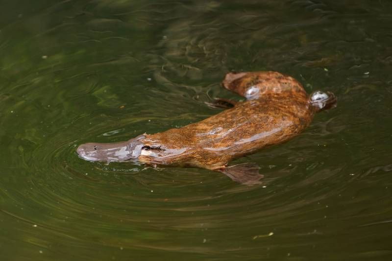 Los únicos monotremas que actualmente existen son el ornitorrinco y 4 especies distintas de equidnas.