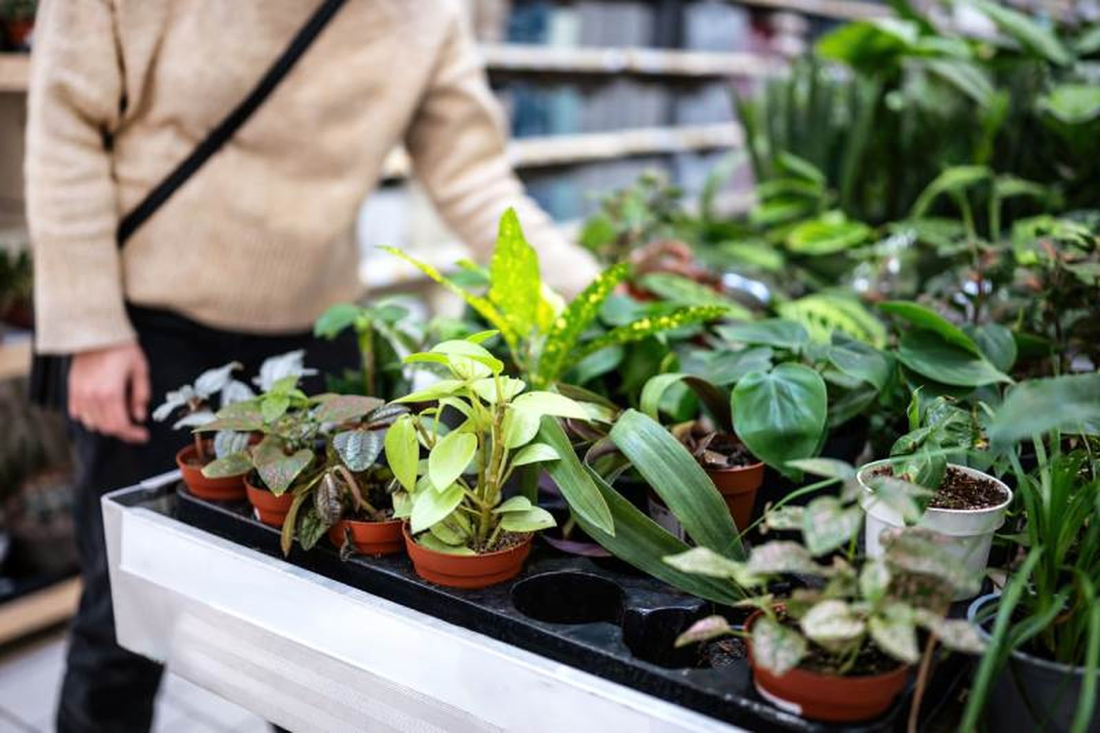 El origen de las plantas te dará las pistas sobre su cuidado.