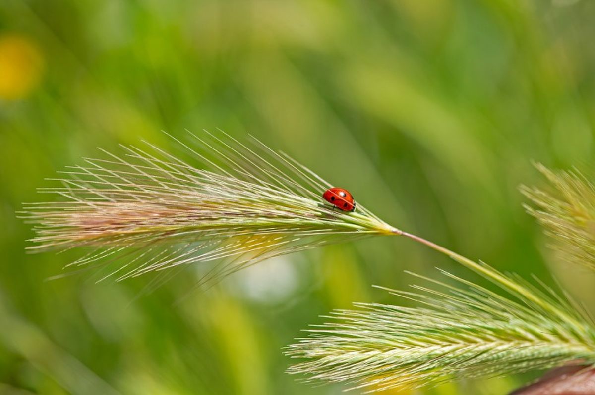 Mariquita en espiga de trigo.