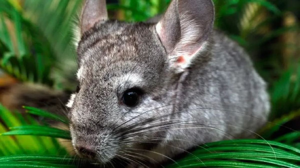 chinchilla cuidados 5