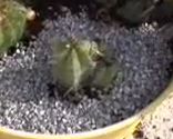 Composicion con cactus paso 5
