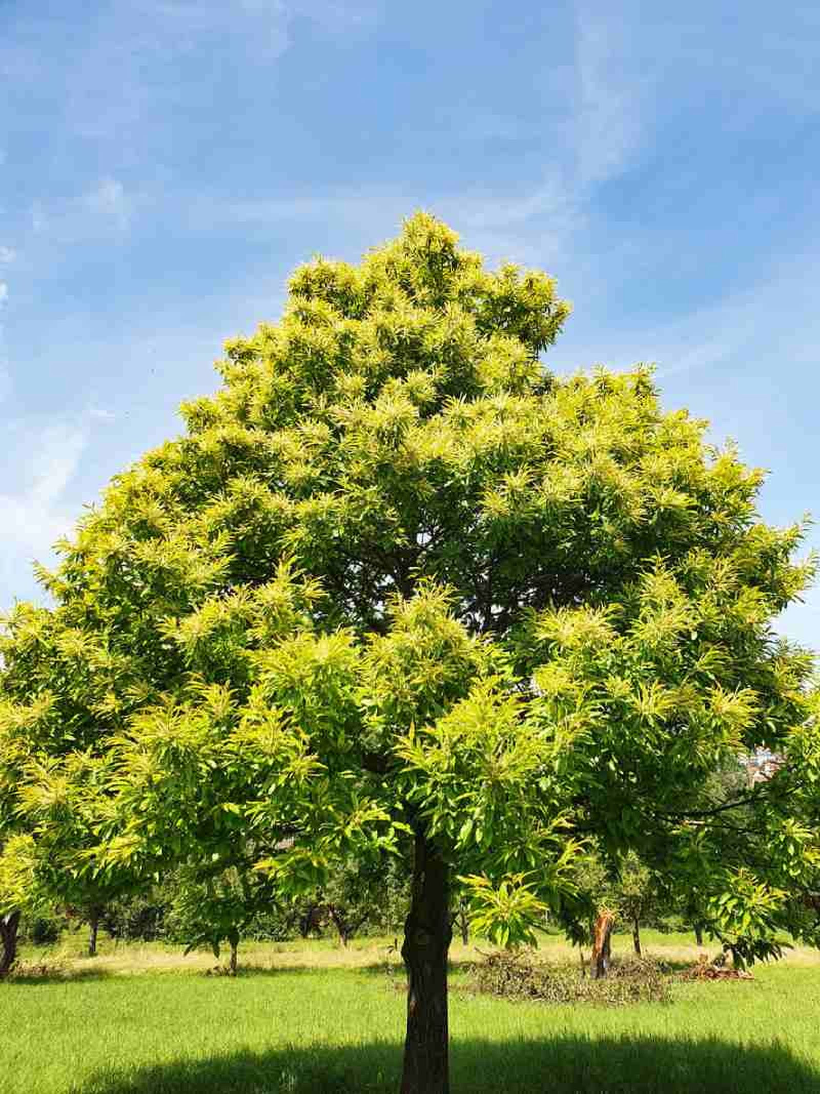Castanea sativa.