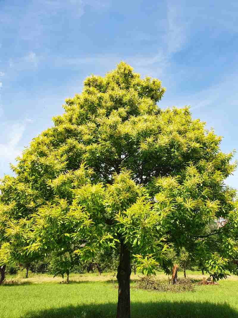 Castanea sativa.