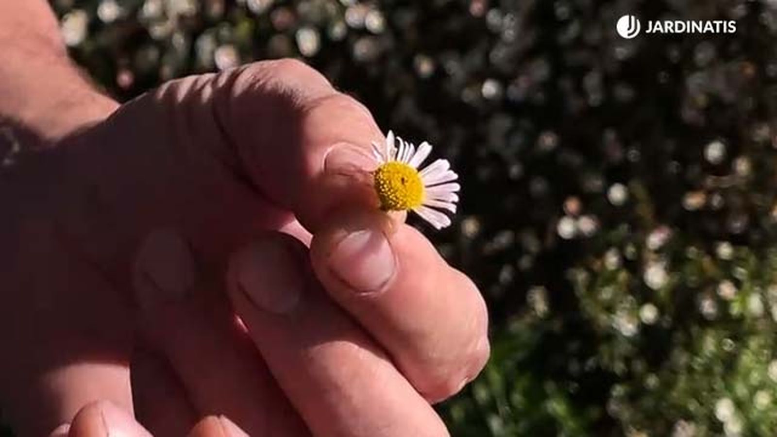 Erigeron karvinskianus