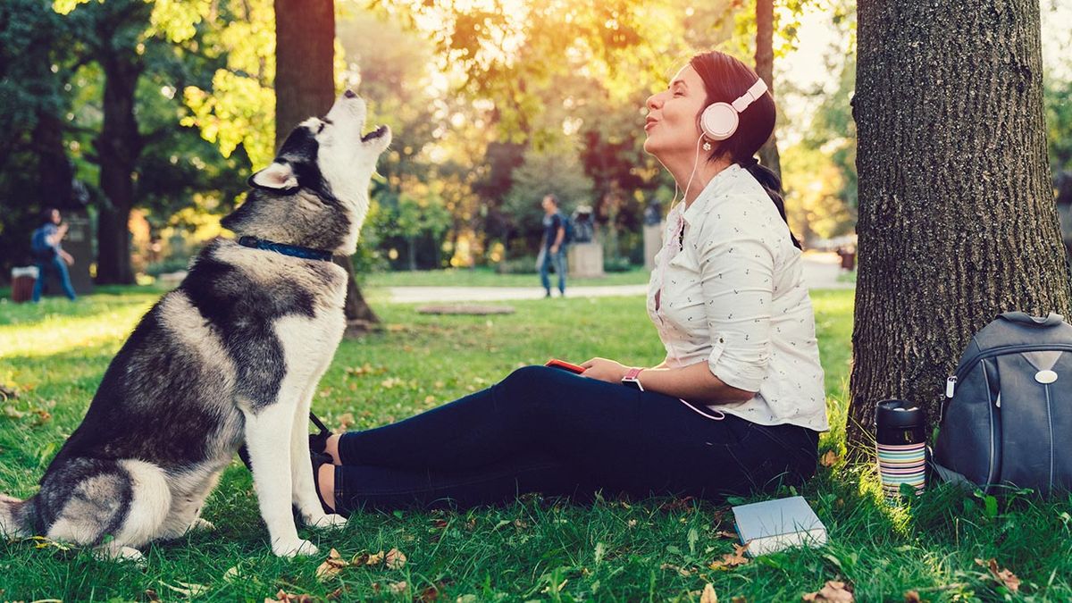 afecta musica mascotas 1