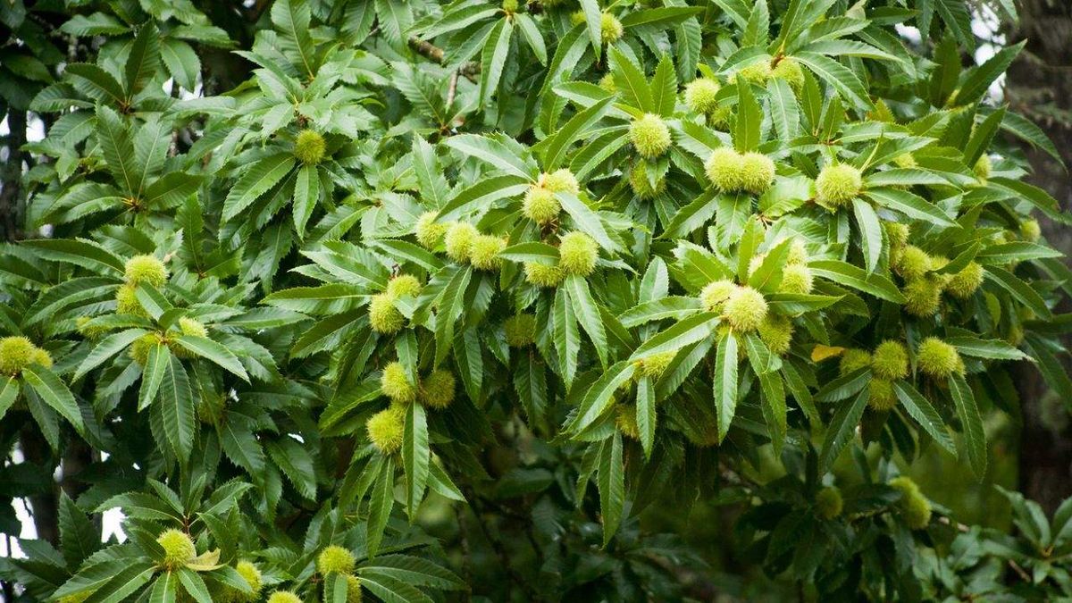 tinta del castano que es