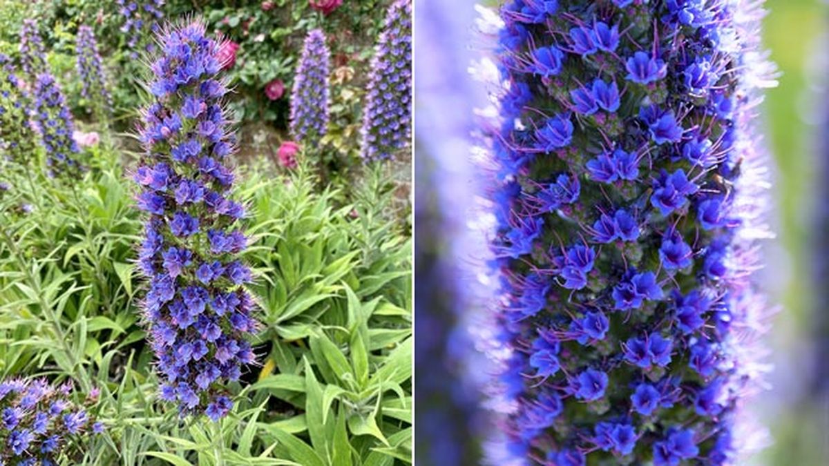 Echium candicans