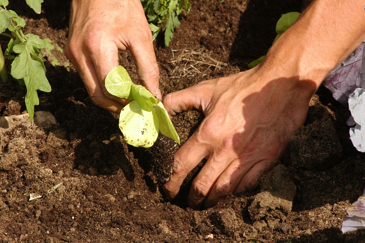 brico 0376 3 como hacer huerto plantas ornamentales paso 7