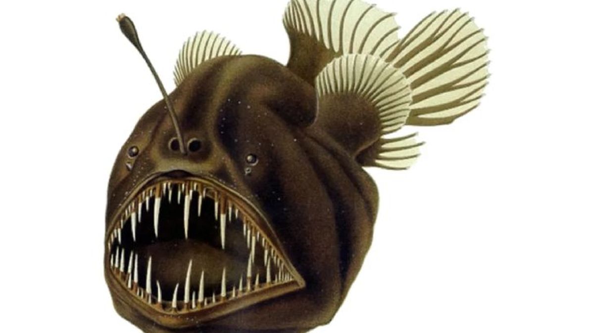 animales mas raros del mundo rape abisal