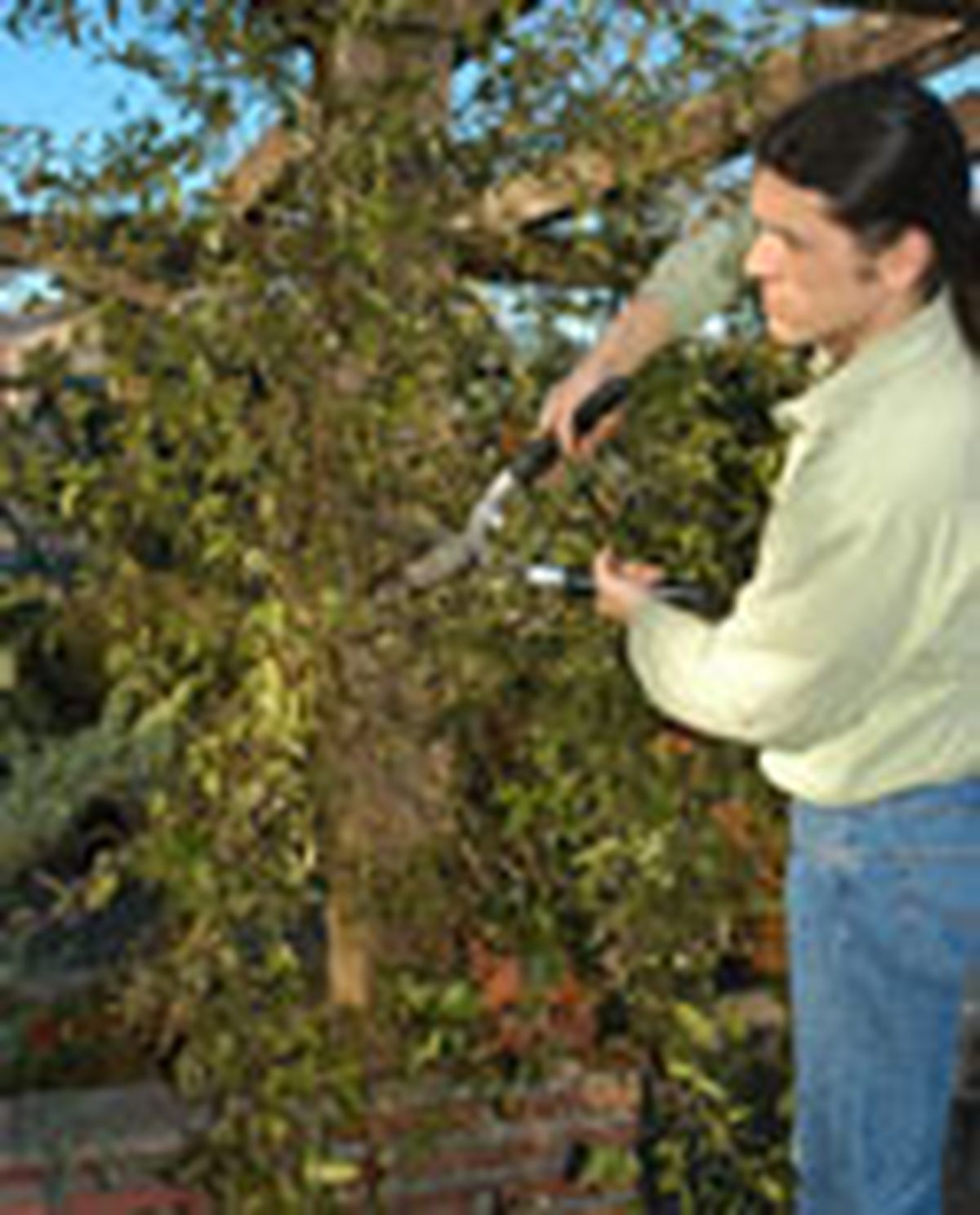 guiar enredadera p04