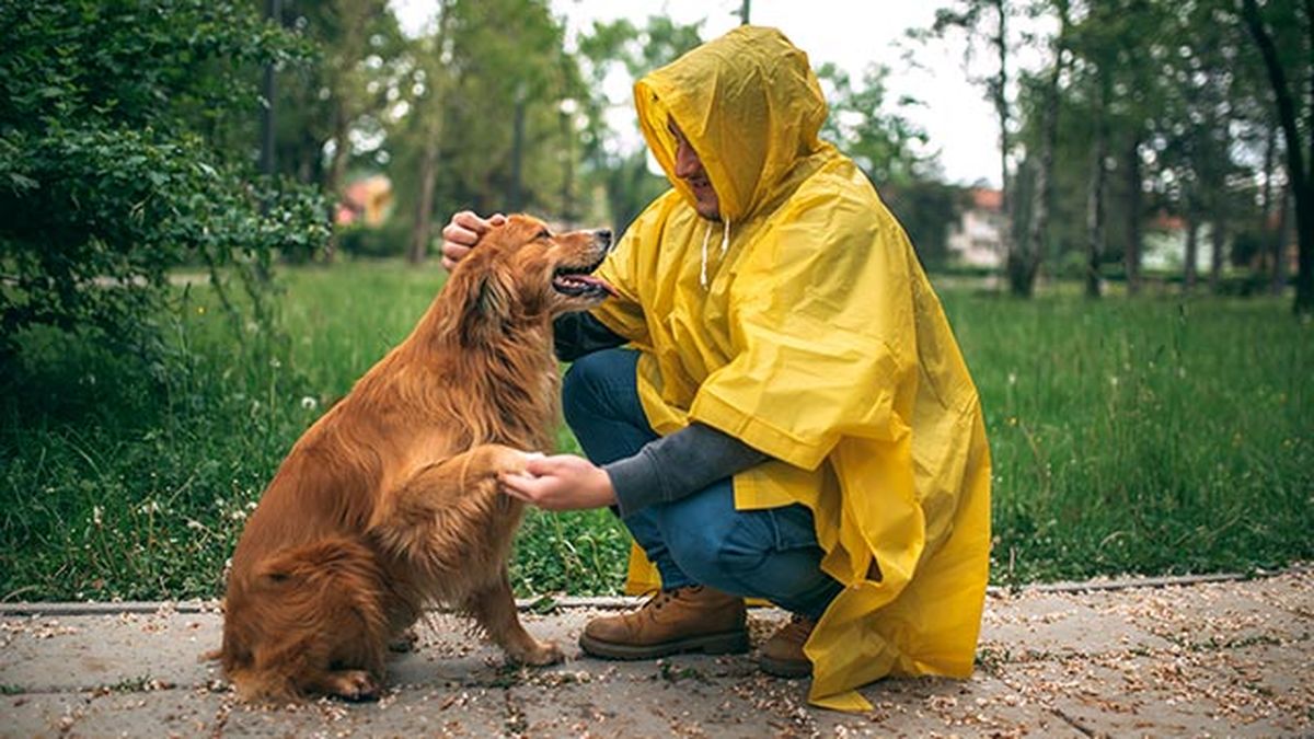cuidados consejos proteger perro lluvia chubasquero 1