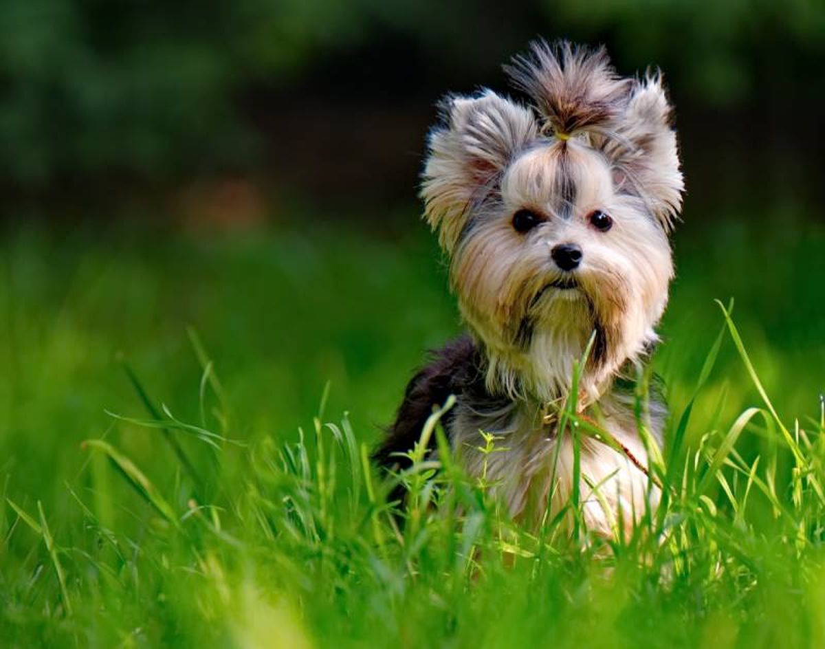 Antes de comenzar es importante asegurarse de que el pelo está limpio y sin nudos.