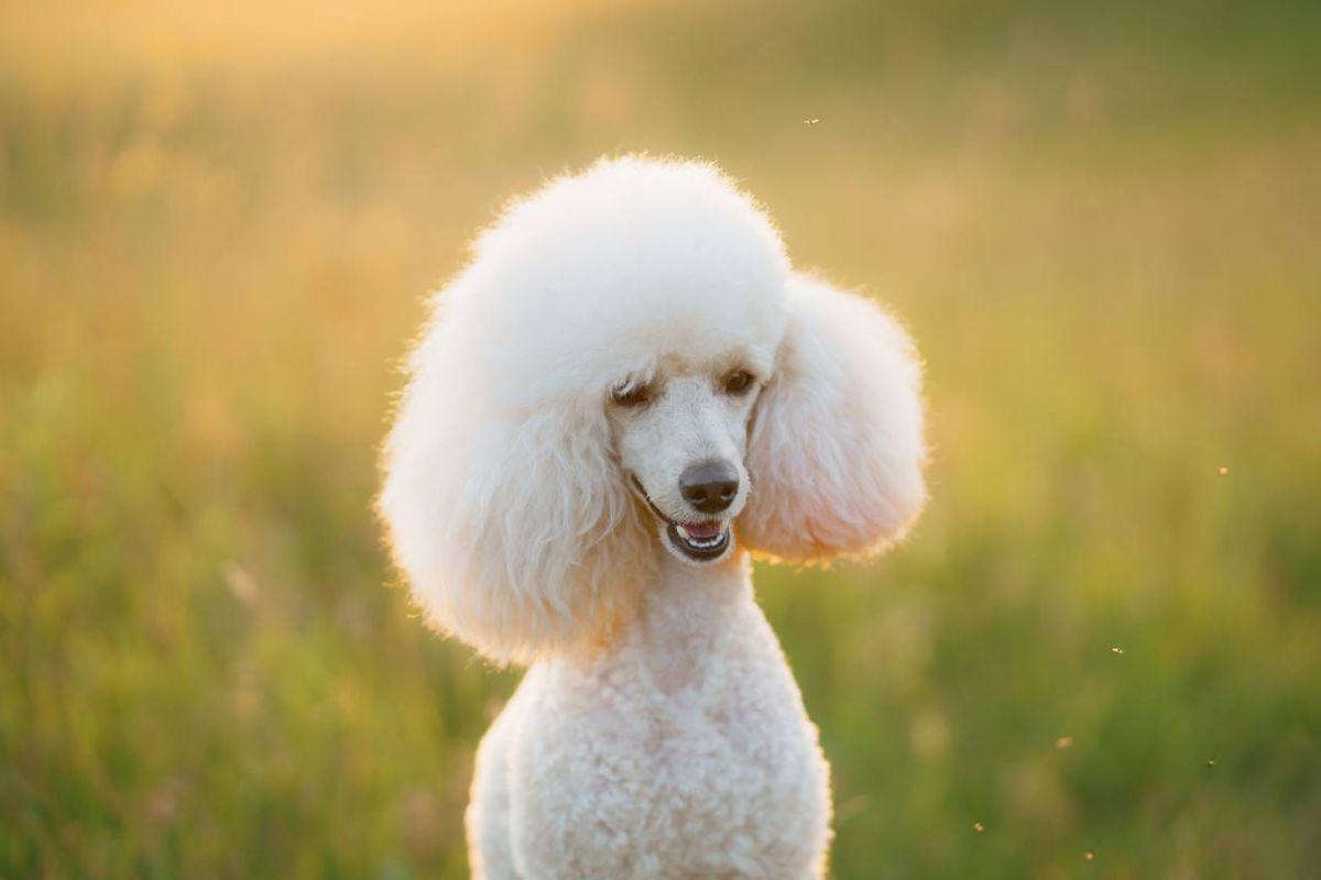 El caniche destaca por su atractivo pelo rizado y lanoso.