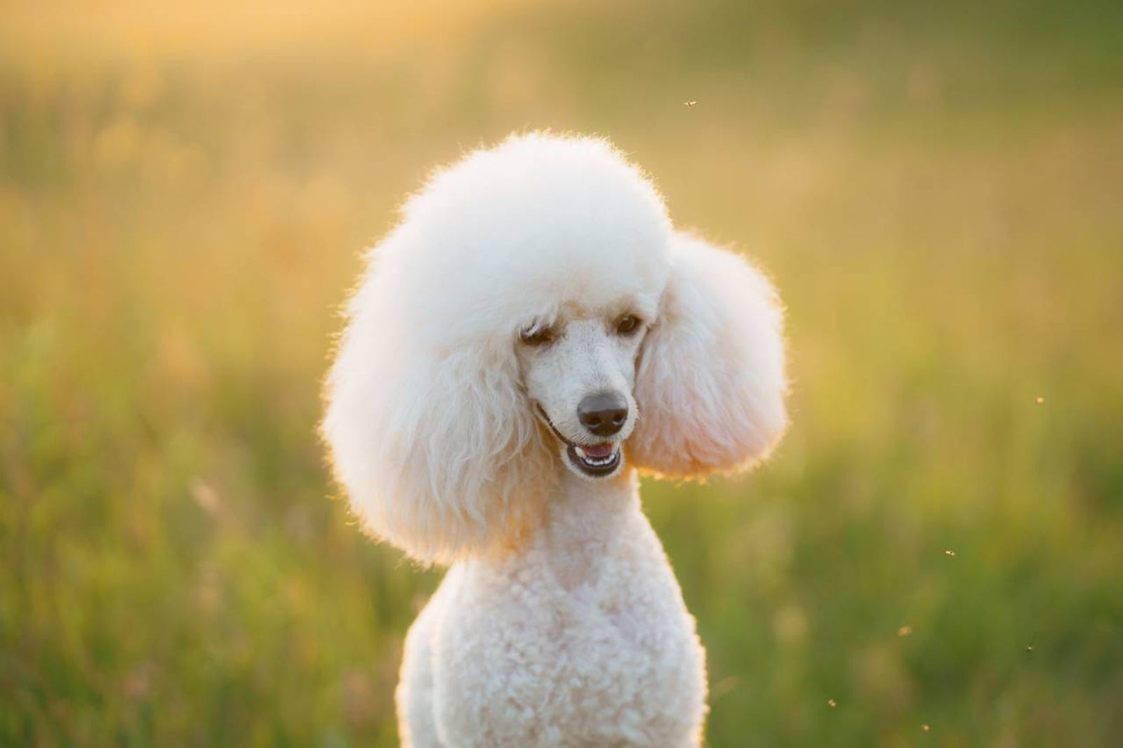 El caniche destaca por su atractivo pelo rizado y lanoso.