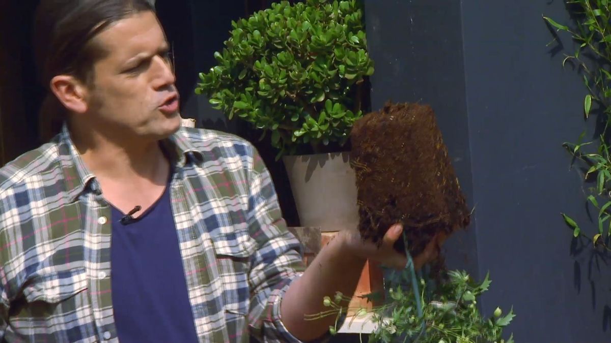 decogarden 653 variedad clematies cuidados