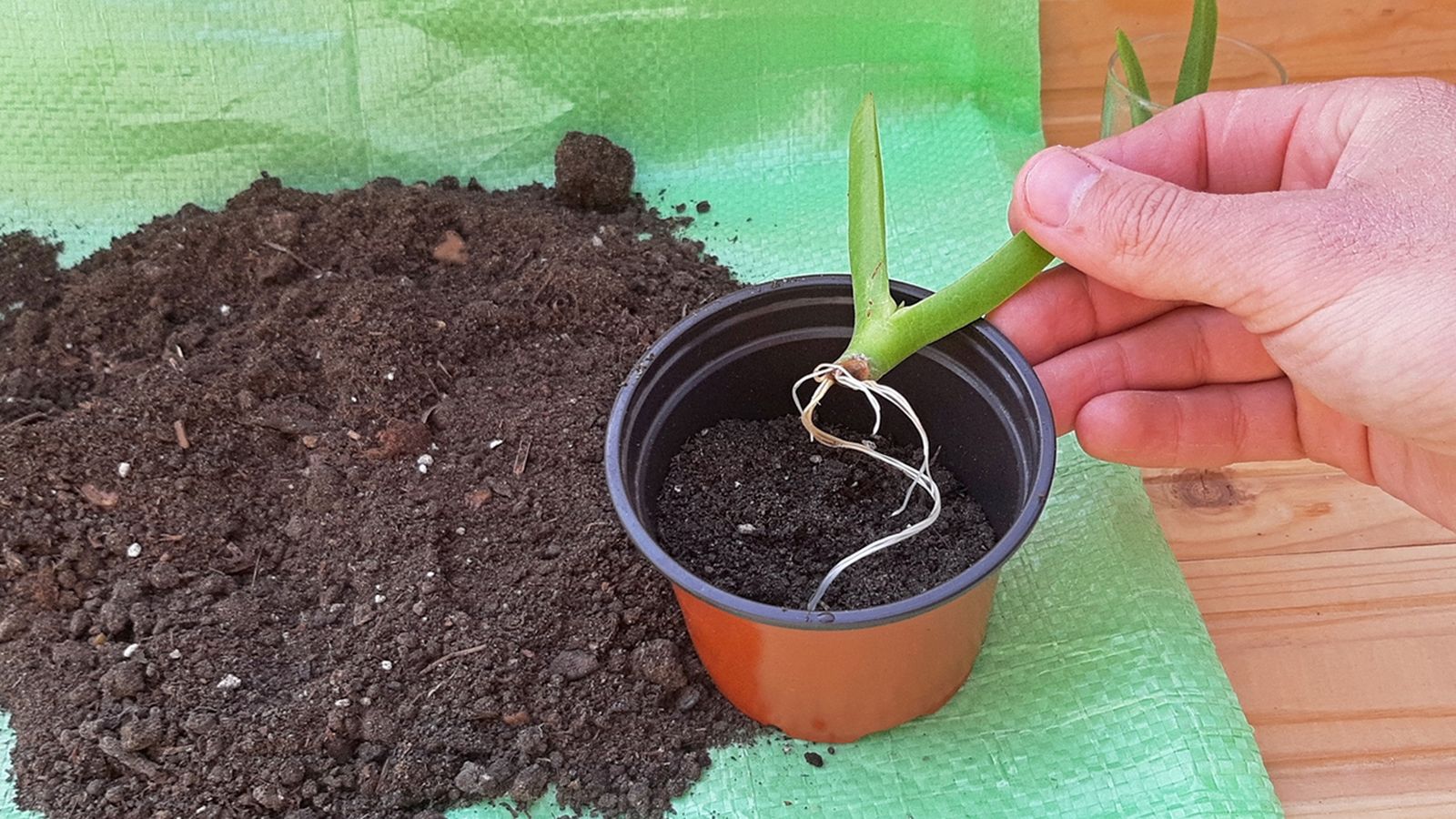 tareas jardineria mayo