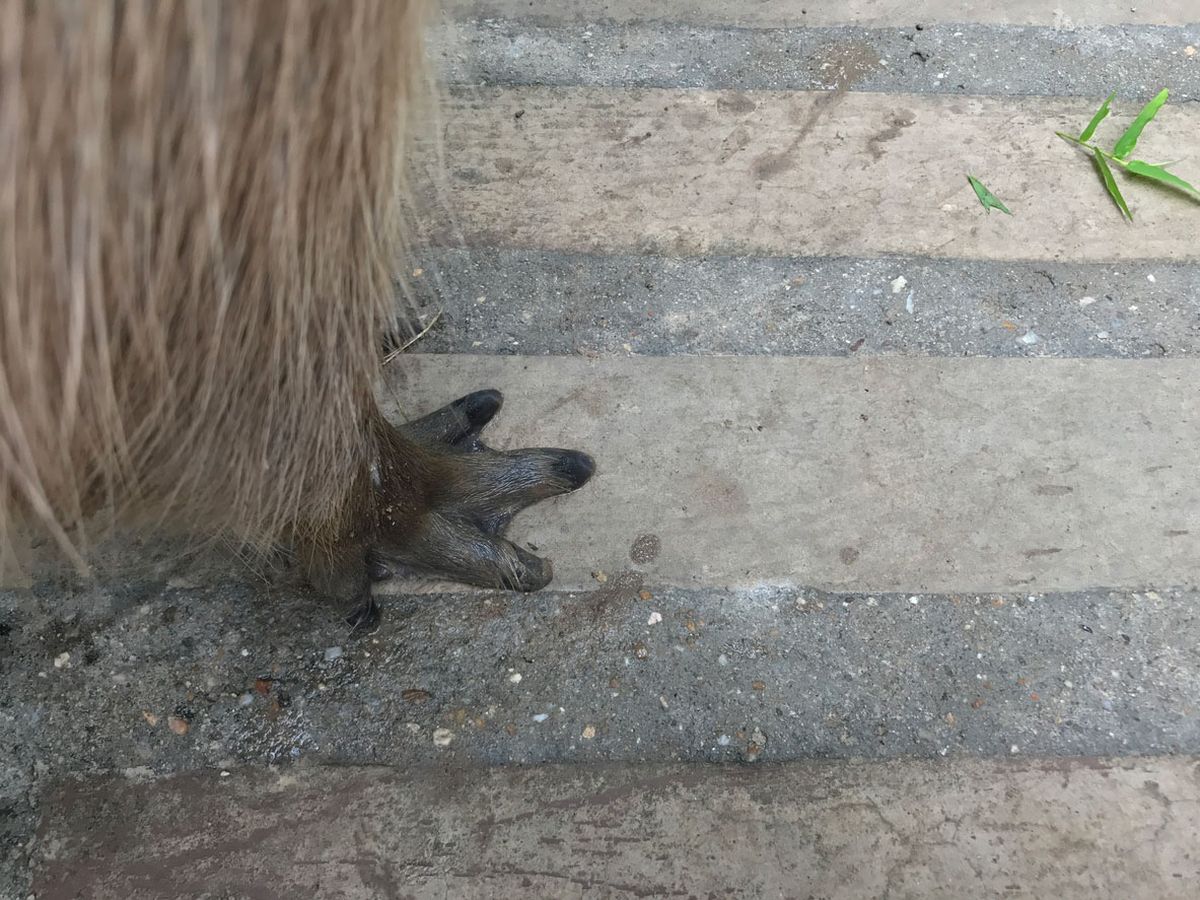patitas de carpincho