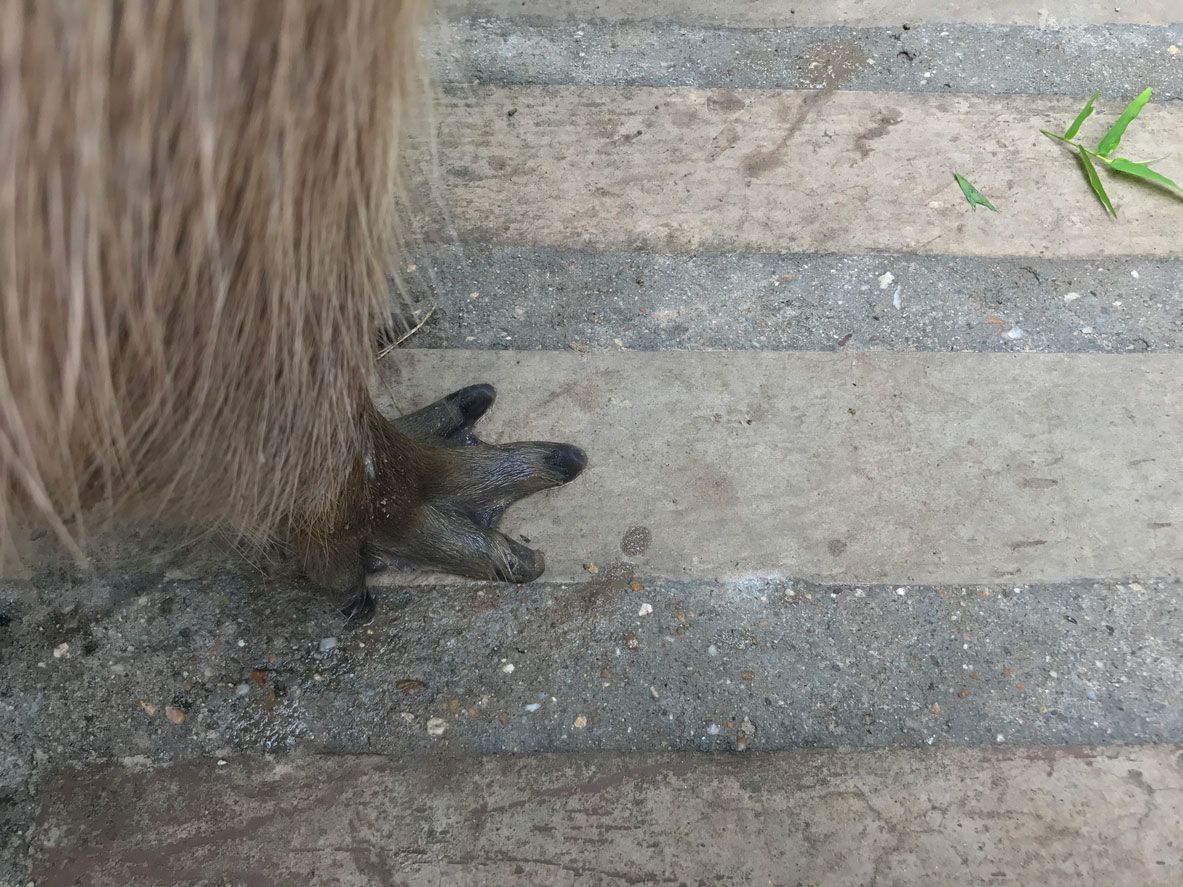 patitas de carpincho