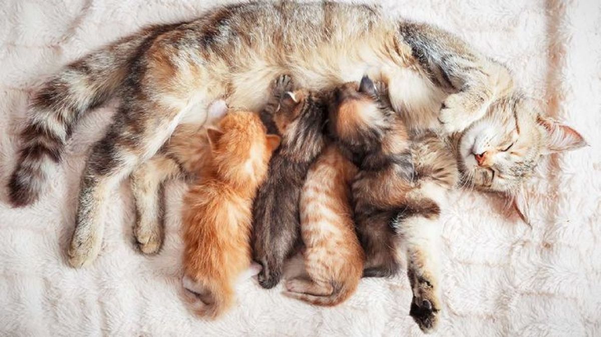 por que mi gato me amasa 2