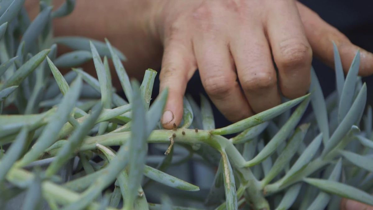brico 1013 jardin esquejar senecio azul raices aereas