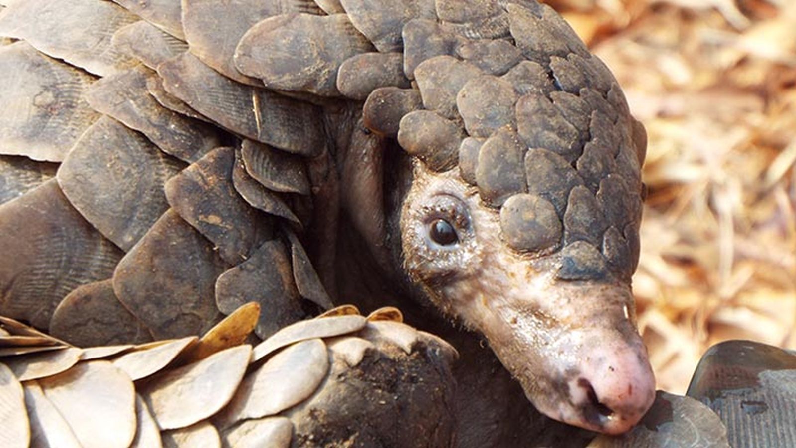 pangolin 1