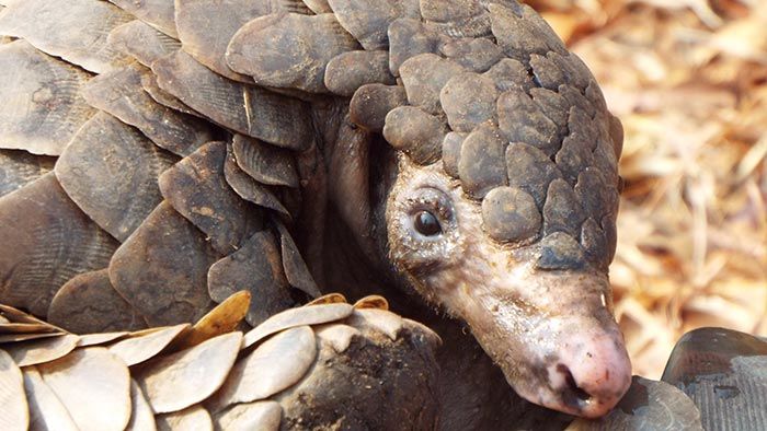 pangolin 1