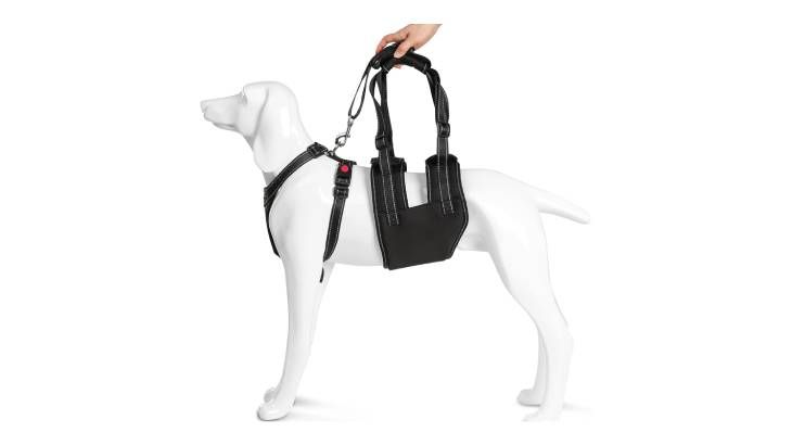 arnes ortopedico perros ownpets amazon