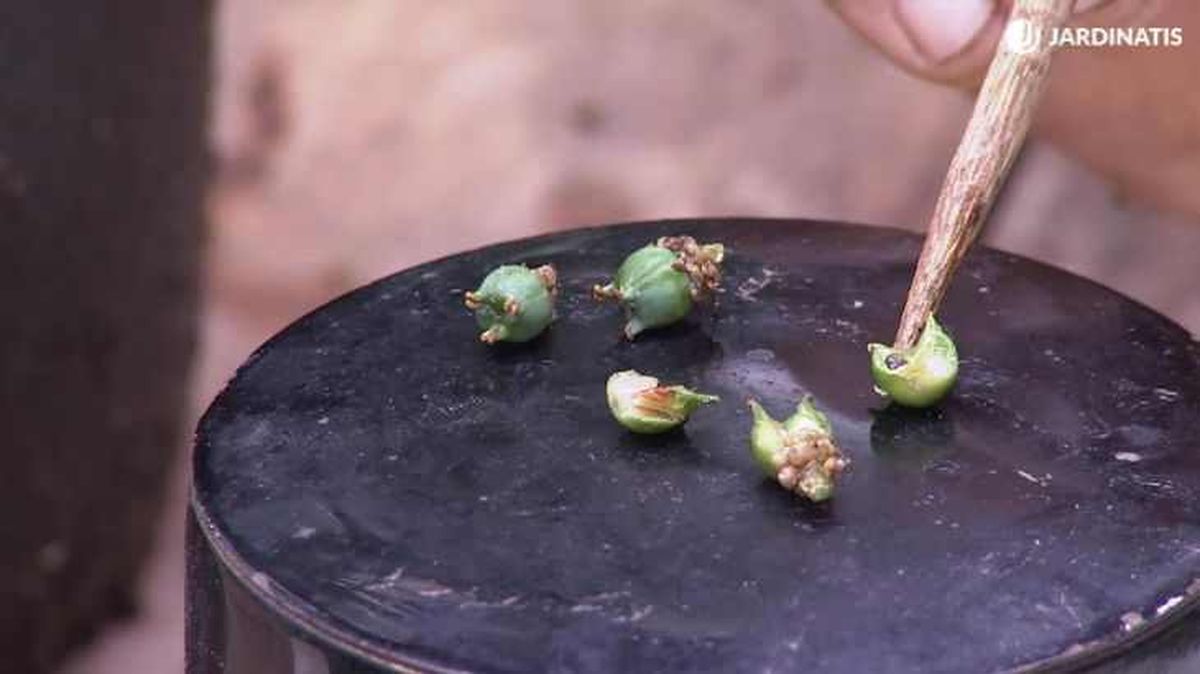 frutos del buxus sempervirens