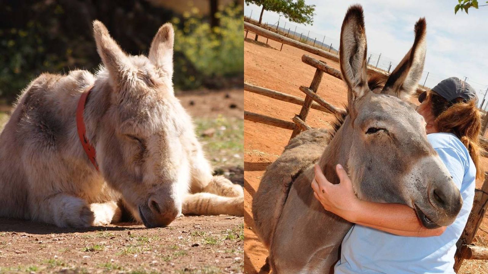 refugio del burrito protectora animales burros espana