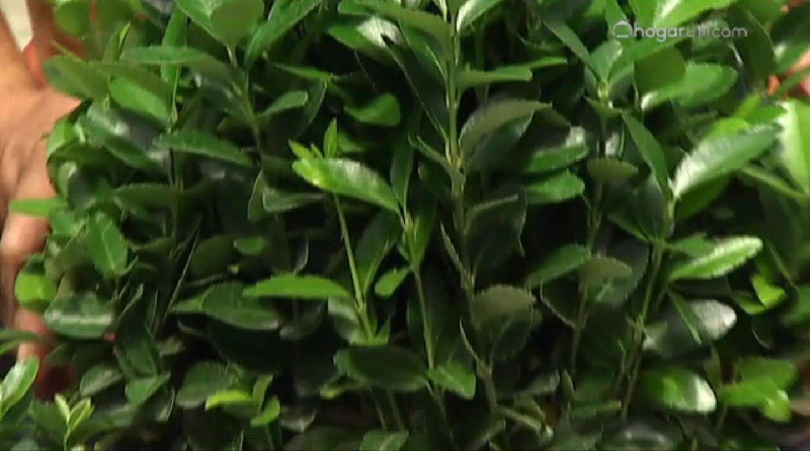 Euonymus japonicus verde