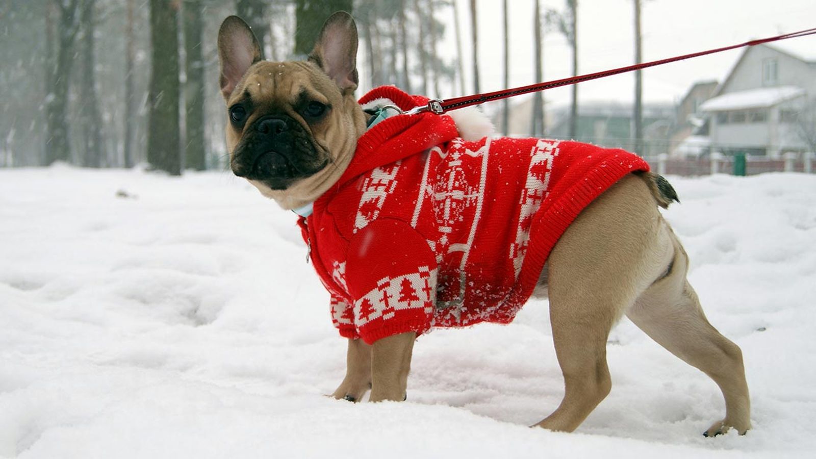 consejos piel perro invierno 1