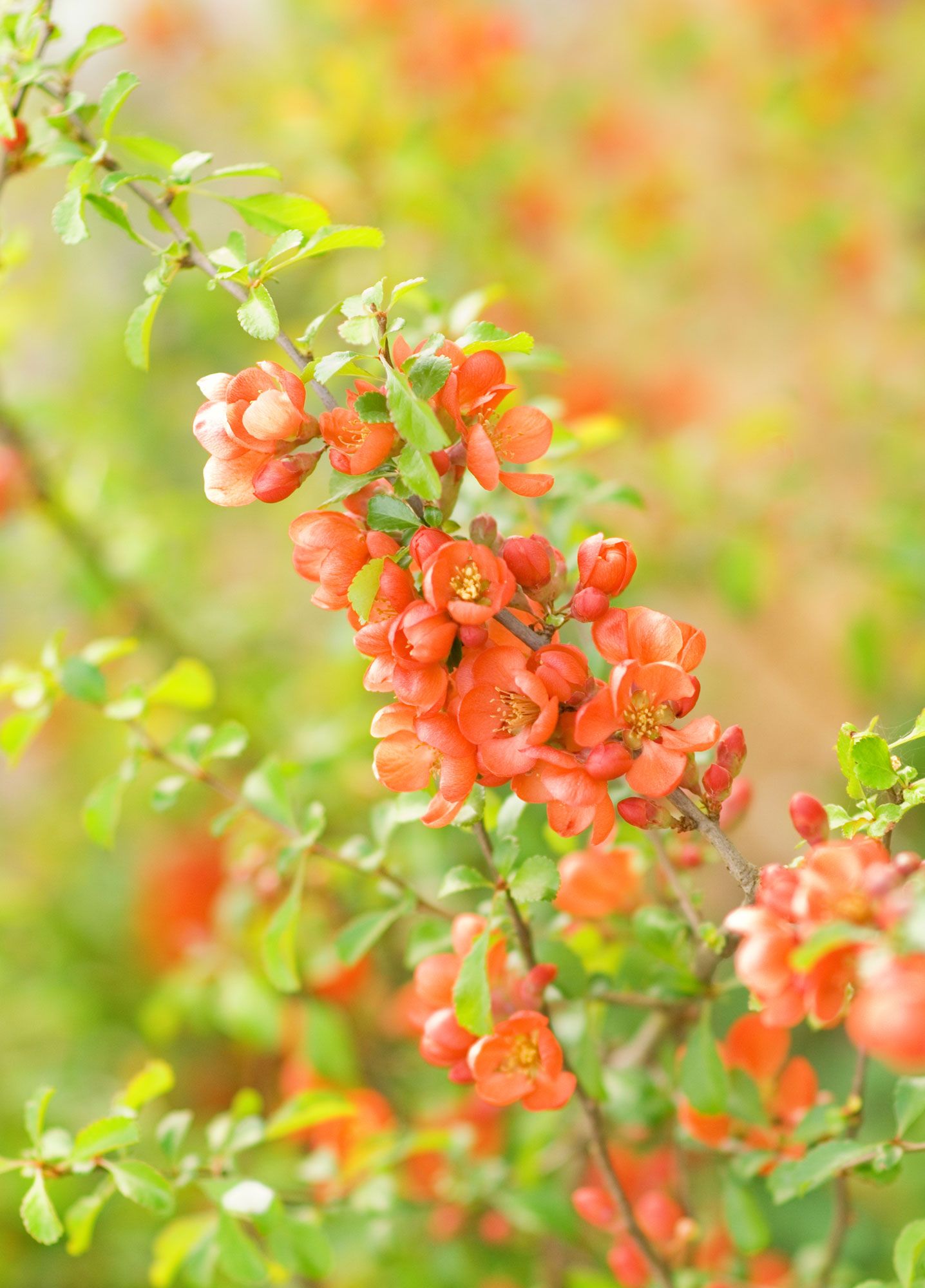 3 arbustos para principios de primavera   Cydonia japonica