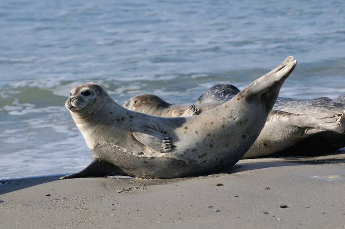 Su número ha disminuido de forma drástica hasta llegar a cifras realmente alarmantes.